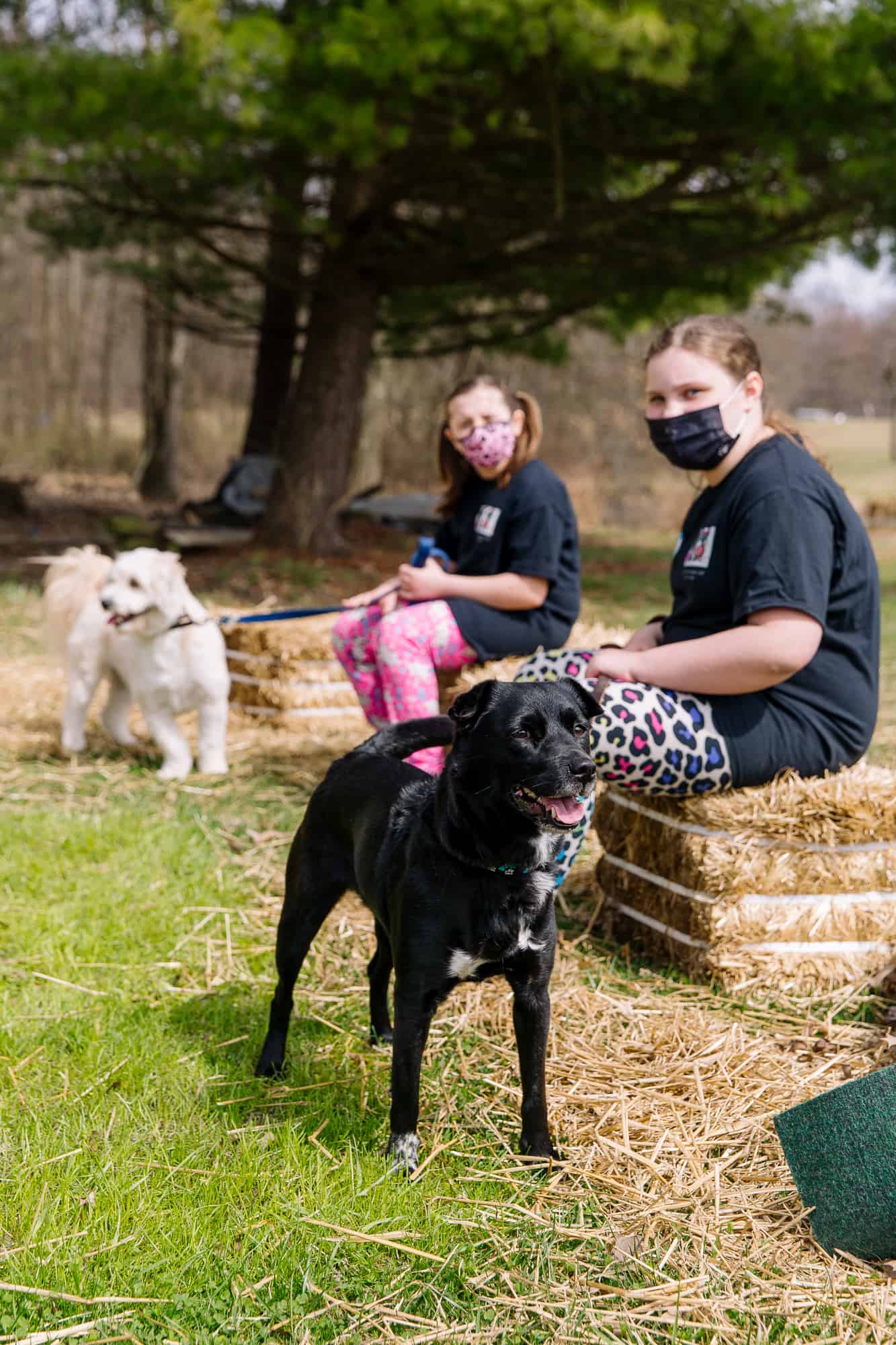 Angels in the Innfield Dog Training
